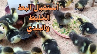 استقبال البط عمر يوم ومعلومات مهمه بعد الفقس تخلي يومه بيومين )