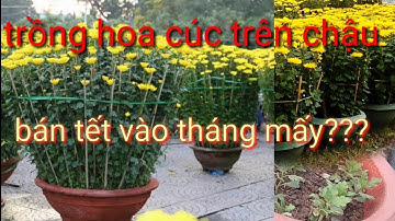 trồng hoa cúc trong chậu bán dịp tết vào tháng mấy, trồng và chăm sóc cây hoa cúc bán dịp tết