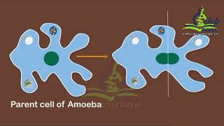 Observation of Binary Fission in Amoeba