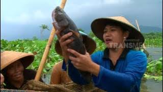 DUNIA BINATANG - SOBAT DOLPINO YANG BERMANFAAT (1/5/17) 3-2