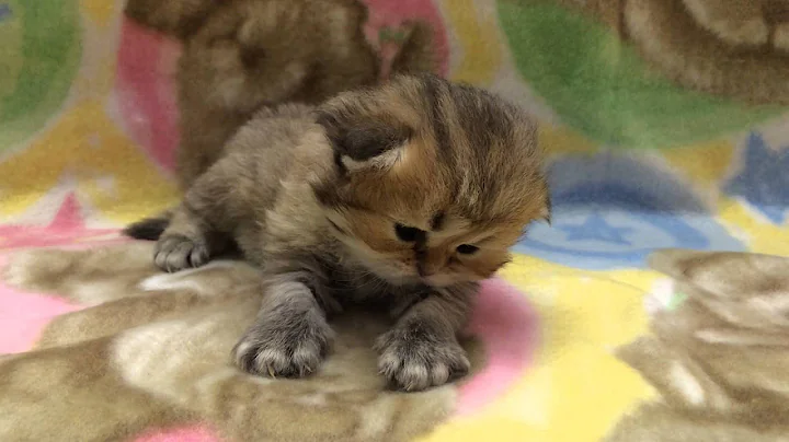 Watch the video about Adriana - Female Chinchilla Golden TEACUP Persian Kitten for Sale from Daphne's Dolls Cattery