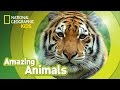 Tiger Characteristics and Habitats