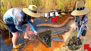 Netting Rare Eel Fish In The Florida Everglades Help Identify
