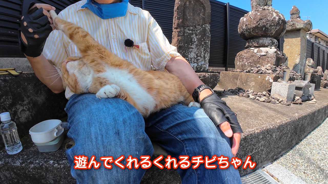 今日のチビちゃん26726 #野良猫チビちゃん #茶トラ - YouTube