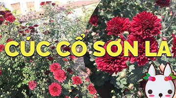 Cúc cổ Sơn La rất đẹp bền hoa và cách nhân giống