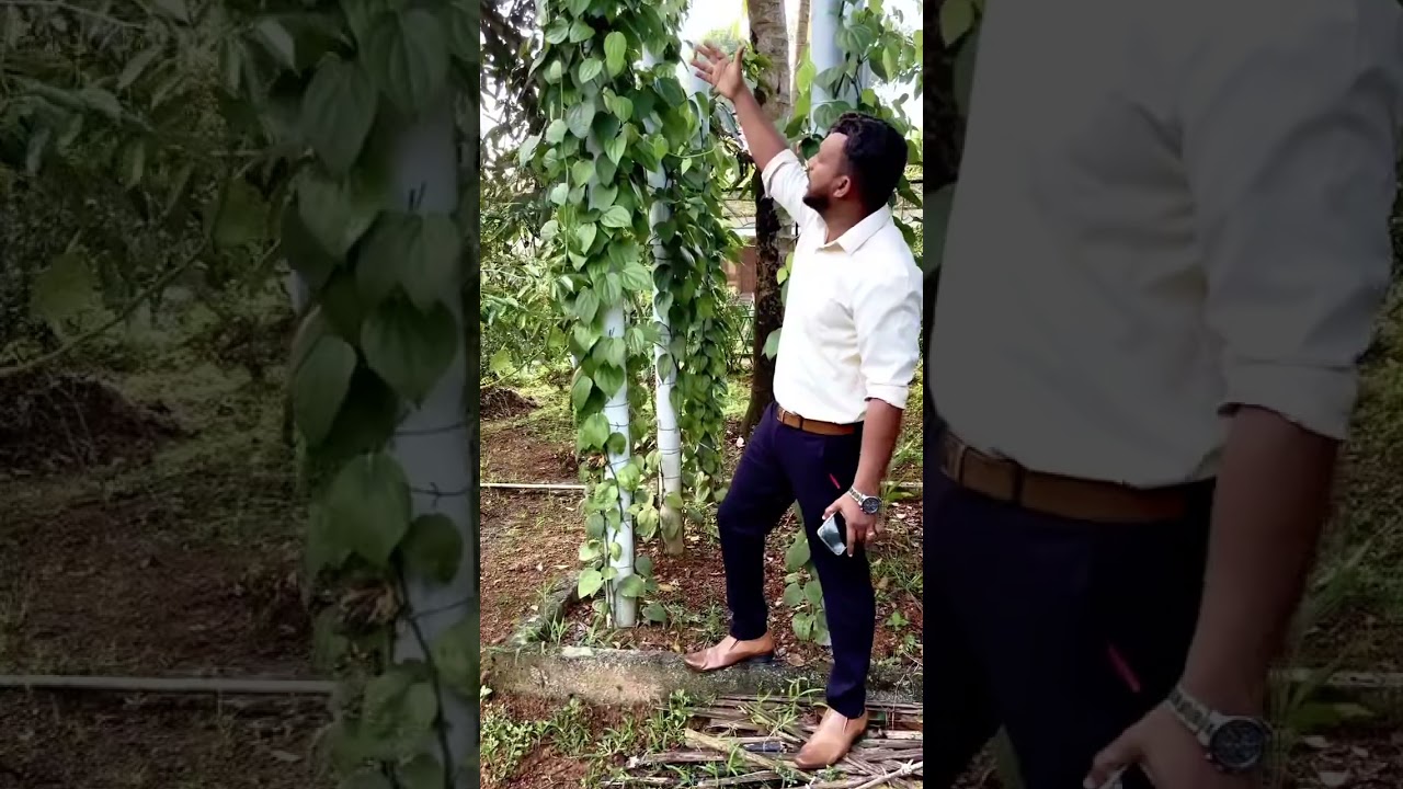 Pvc_pipe ലെ #കുരുമുളക് കൃഷി - സംശയങ്ങൾക്കുള്ള മറുപടി | Re-post