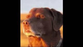 Cooked Dog Meme