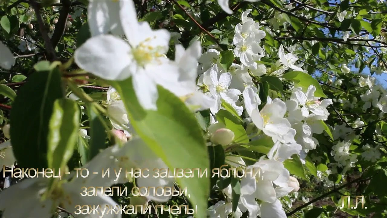Наконец то и у нас зацвели яблони, &запели соловьи, зажужжали пчелы ...