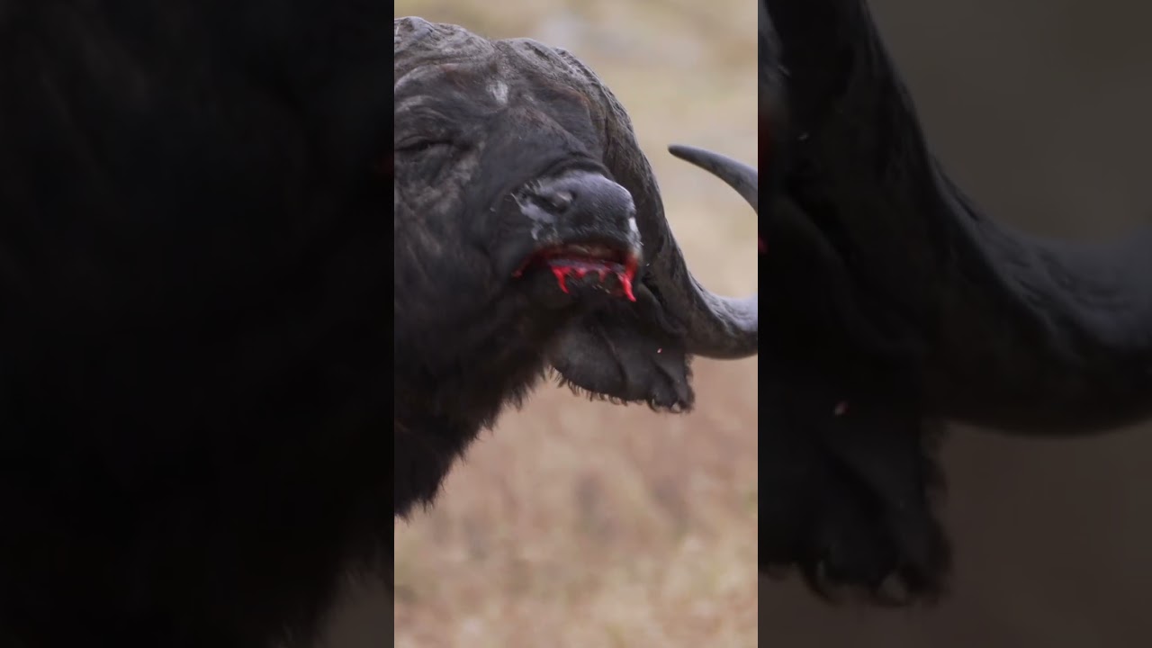 Why Lions Fear the African Cape Buffalo!