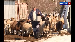 На Задонщине восстанавливают овцеводство