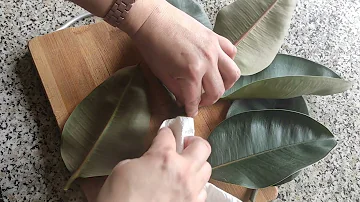 Размножение фикуса😊один из способов 👍👍