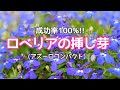 『ロベリア』成功率100%!!ロベリアの挿し芽(アズーロコンパクトの挿し芽)#ガーデニング #挿し芽