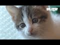 아기 고양이 좀 위로해주세요ㅣBaby Kitten Faces The Worst Crisis Ever In Her Life