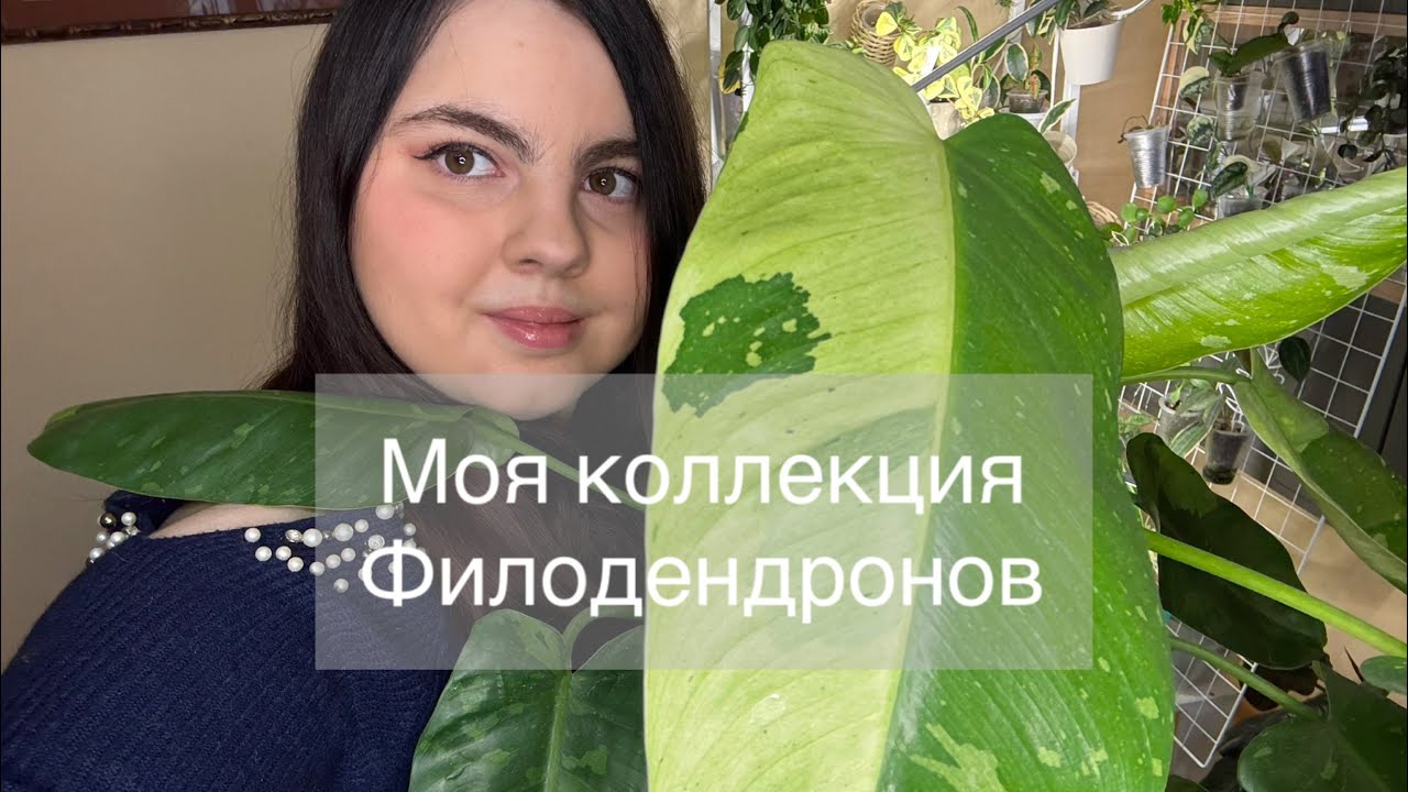 Обзор коллекции филодендронов 