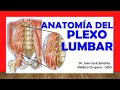 🥇 PLEXO LUMBAR (Constitución, Ramas), Anatomía. Fácil, Rápida y Sencillla