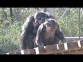 ジンとミカンの交尾は９９％結果なし＆怒りのデッキー　多摩動物公園　チンパンジー　202502