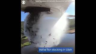 Viral video captures fish tumbling from planes in Utah #shorts #viralvideo