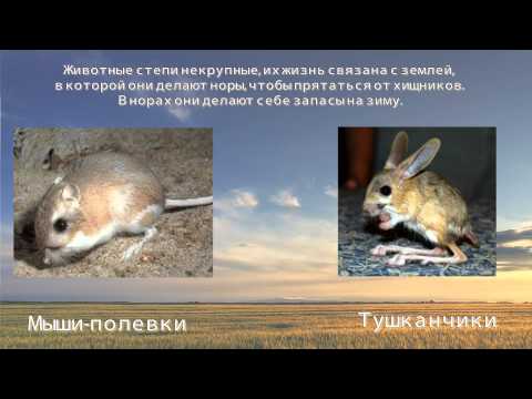 Презентация по теме – Степь для 4 класса. Урок окружающий мир