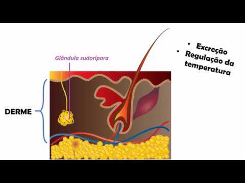 Vídeo: Em qual parte do corpo as glândulas sudoríferas são mais numerosas?