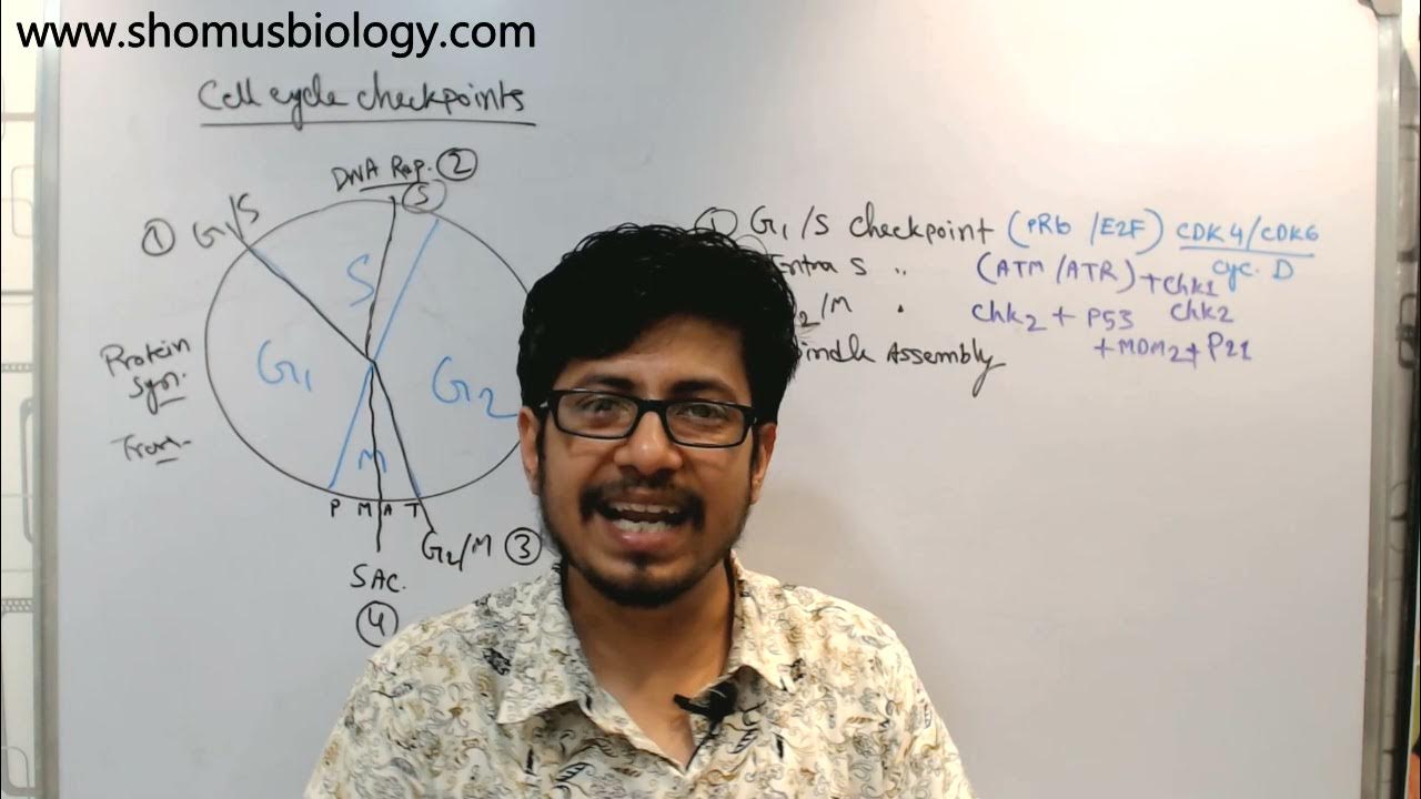 Cell cycle checkpoints YouTube