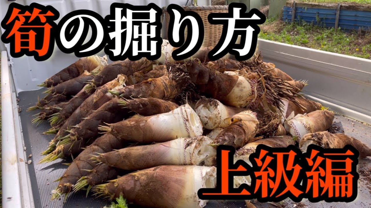 ほりたて筍 今年はまだまだやわらかい！【掘りたて筍2kg詰合せ】(時間指定OK
