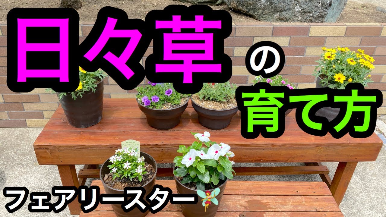 日々草 の育て方 小輪のフェアリースターも一緒に植えました Youtube