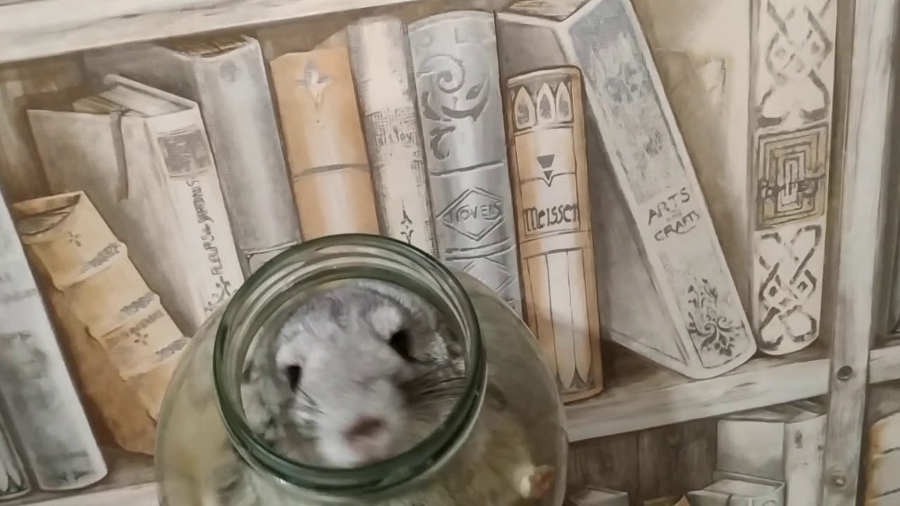 Шиншилла живет в банке - YouTube