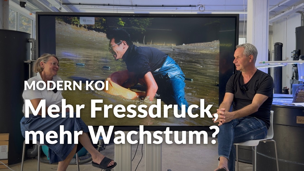 Was ist die richtige Besatzdichte bei der Aufzucht von Koi ? | Modern Koi Blog #8304