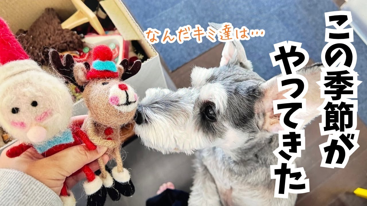 【愛犬の日常】12月といえば・・いろいろ飾りたくなる季節w w