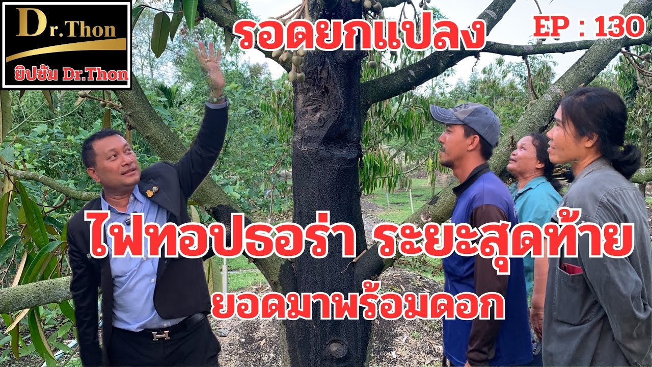 ต้นทุเรียน ตายยกสวนรอดด้วย ยิปซัม Dr.Thon (EP130) โทร.099-425-6888