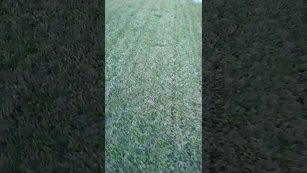 camera iphone 8 plus apk PitzTop Lawn care Mulch installation, Bermuda grass edged and cut