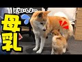 子犬と先住犬が初接触!お乳を探す仔犬に優しく接する姉犬ちくわに感動しました