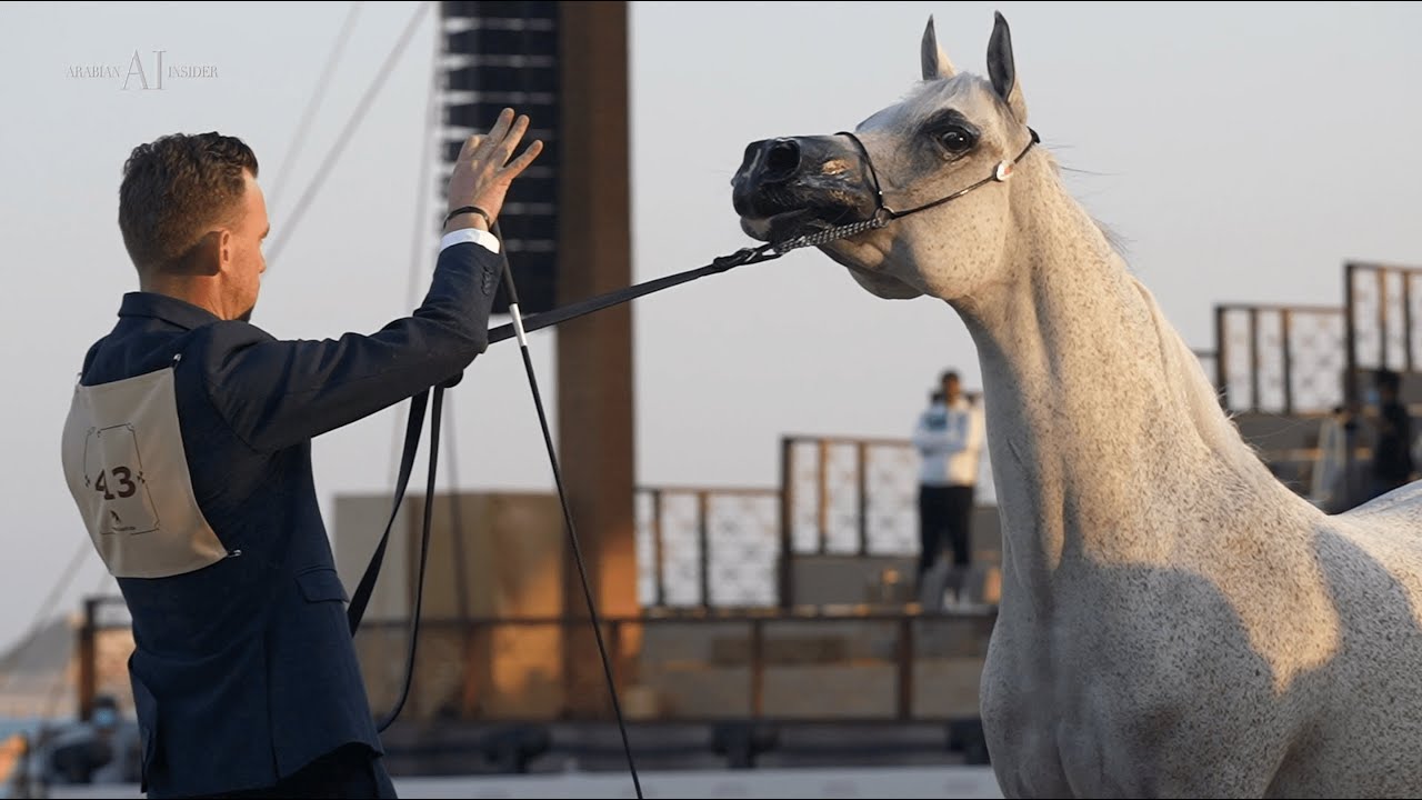 🔵 AL SHAHANIA STUD 🔵 Aftermovie, 2022 KIAHF