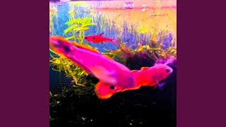 Download Lagu Pterophyllum