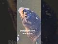 The danger of swimming in the river. huge snapping turtle #dinosaur #snappingturtle