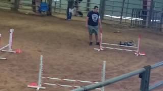 Nana in jumpers at Texas State 4h Dog Show