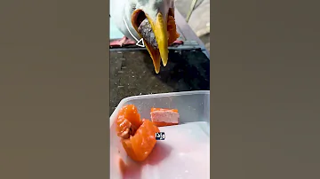 هكذا يأكل طائر النورس Shorts 