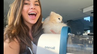 Using Oneisall Pet Hair Vacuum Grooming Kit on my Pomeranian