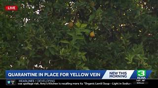 Citrus yellow vein clearing virus detected in San Joaquin County for first time
