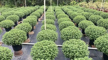 Cập Nhật Cúc Mâm Xôi 18/10 AL Và Cách Xử Lí Sớm Trễ | Trồng Hoa Tết 2023 | Hoàng Yên