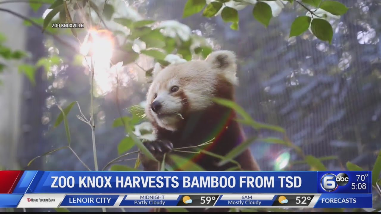 Zoo Knoxville harvests bamboo for animals from Tennessee School for the