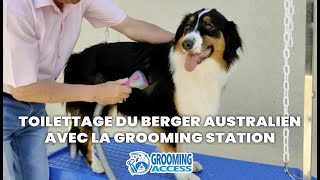 TOILETTAGE DU BERGER AUSTRALIEN AVEC LA GROOMING STATION