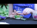 view Handi-Hour Fairy Garden Terrariums digital asset number 1