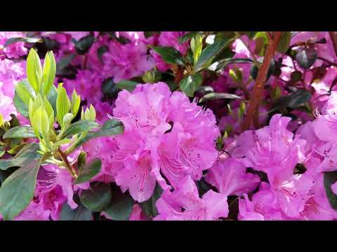 Rhododendron 'Olga Mezitt'
