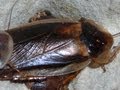 Roach Sorting Made Simple (Blaptica dubia)