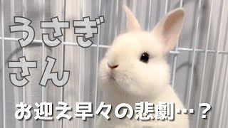 【お迎え】ようこそ！うさぎさん！早々にまさかのハプニング？