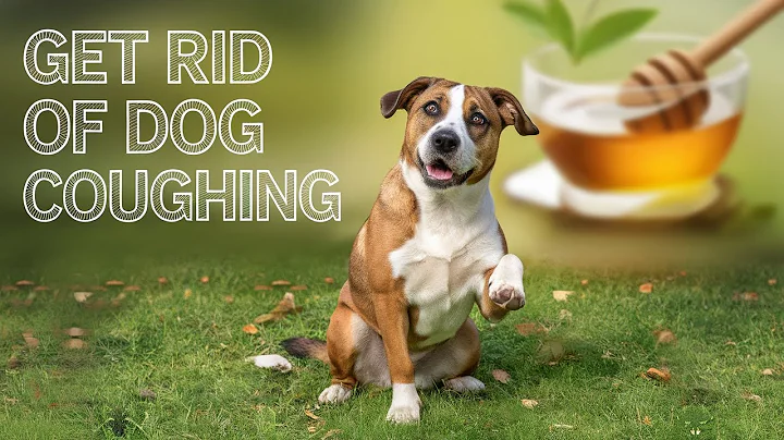 Dog Coughing: How To Quickly Stop It With 7 Natural Remedies