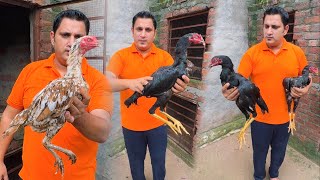 Download Lagu Farm pe new aseel murghy agye MP3 Download Lagu Farm pe new aseel murghy agye MP3