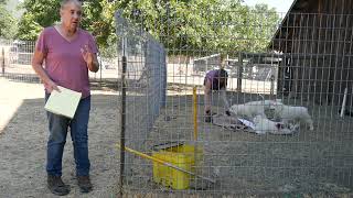 How to Train Livestock Guardian Dogs - Training the Black Alder Pups Intro by Benson Ranch Livestock Guardian Dog Training 143 views 7 months ago 18 minutes