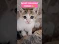 Goodlooking Kitty Cat 😺 🐈 😊/pets/animals/cat shorts #shorts #viralshort #youtubeshorts